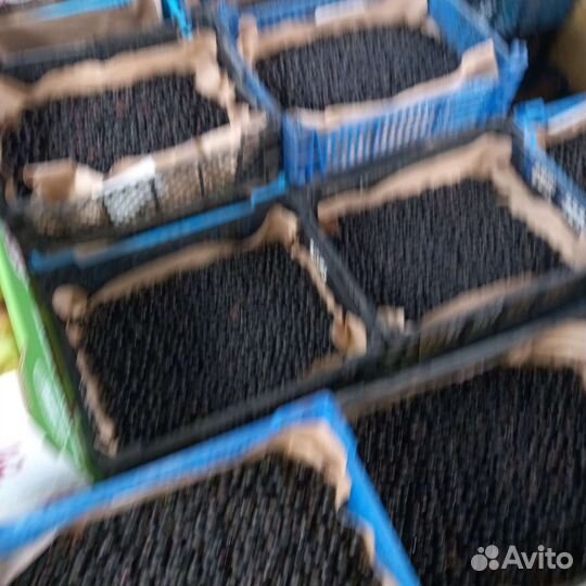 Черная смородина свежая