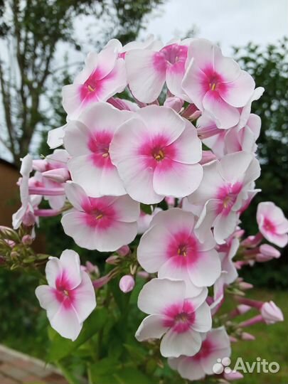 Флоксы трёх видов и ирисы карликовые