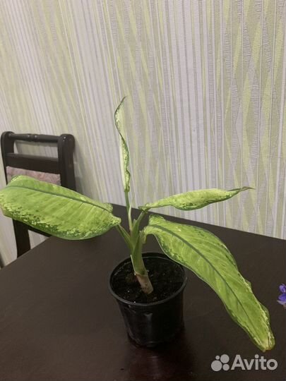 Цветы разные