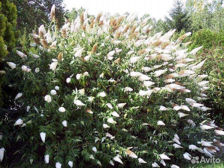 Будлея белая