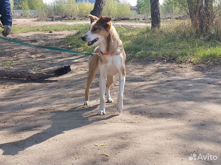 Собака - веретено