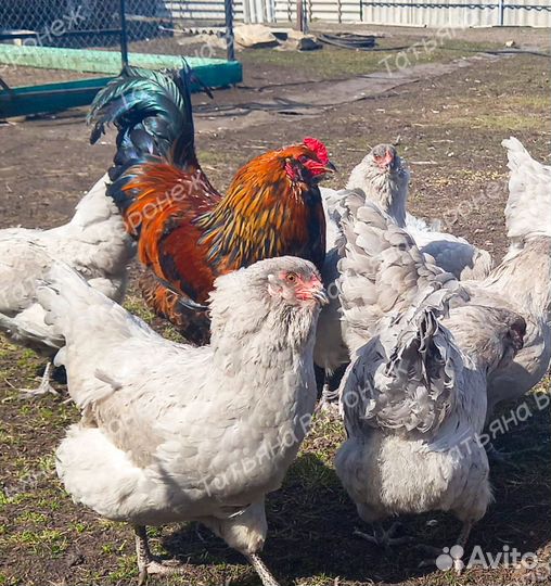 Амераукана. Инкубационное яйцо. Цыплята