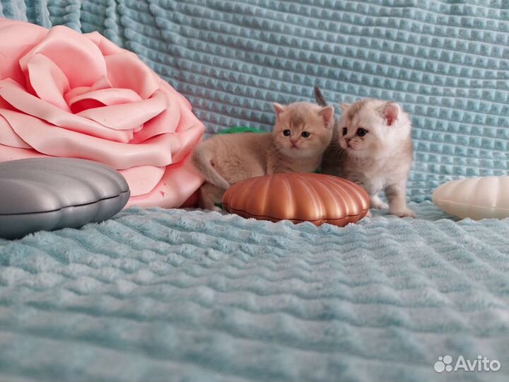 Шотландские котята