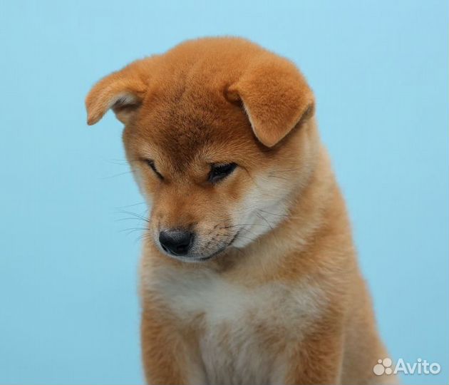 Щенки сиба ину