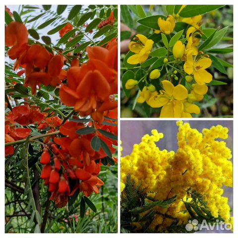 Саженцы Сесбания,акация,Мимоза,кассия