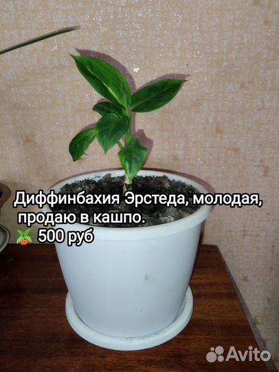 Комнатные цветы разные