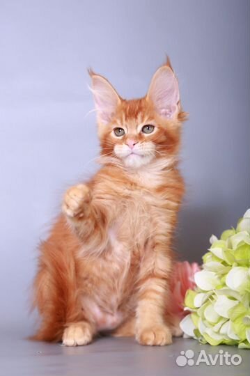 Мейн-кун девочка