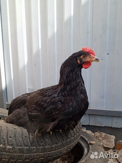 Молодые петушки