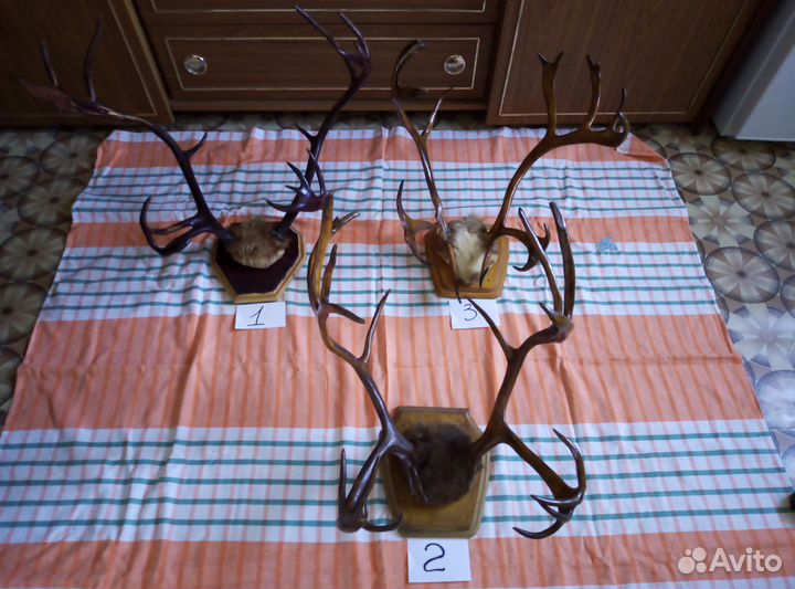 Рога оленя