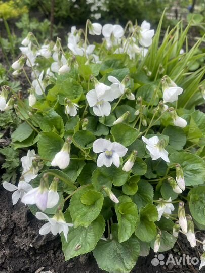 Спирея, магония, гортензия, форзиция и др