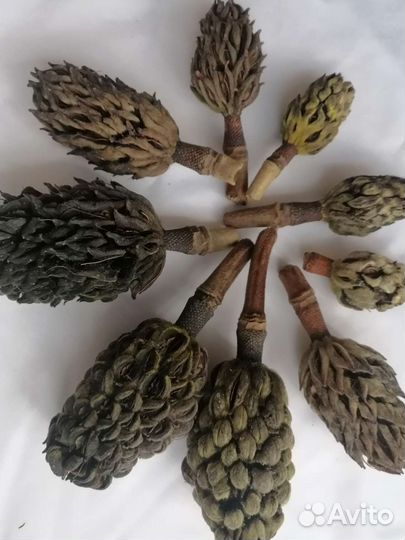 Шишки магнолии