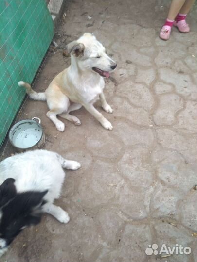 Щенки бесплатно