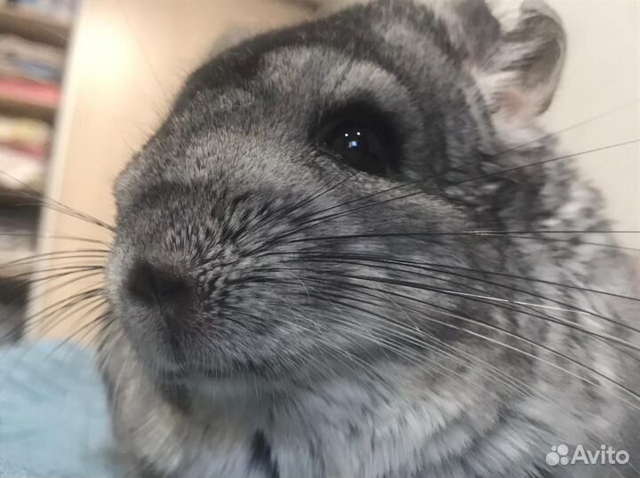 Шиншилла с клеткой