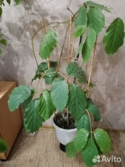 Домашний цветок