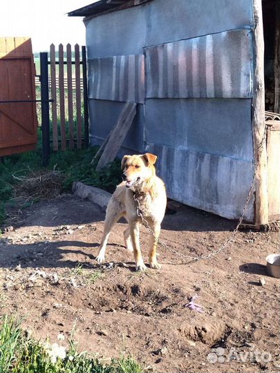 Собака в добрые руки