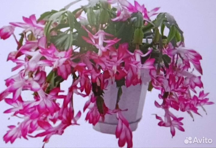 Шлюмбергера Рассела (Schlumbergera russelliana)