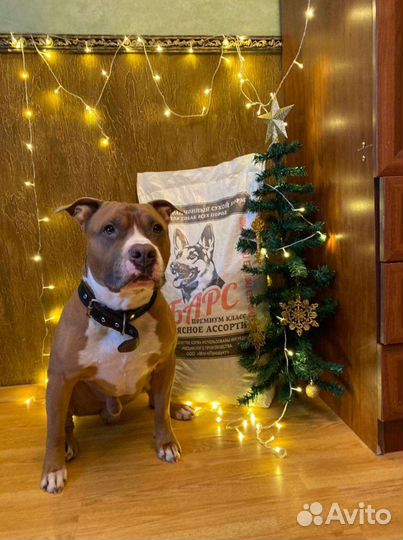 Барс Полнорационный сухой корм для собак Премиум к