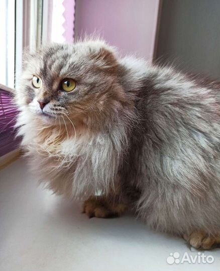 Ищем добрые руки