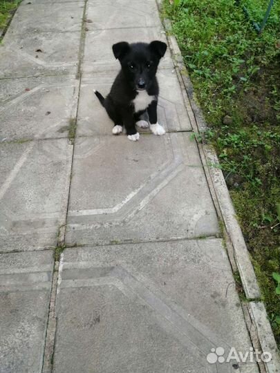 Щенок в добрые руки