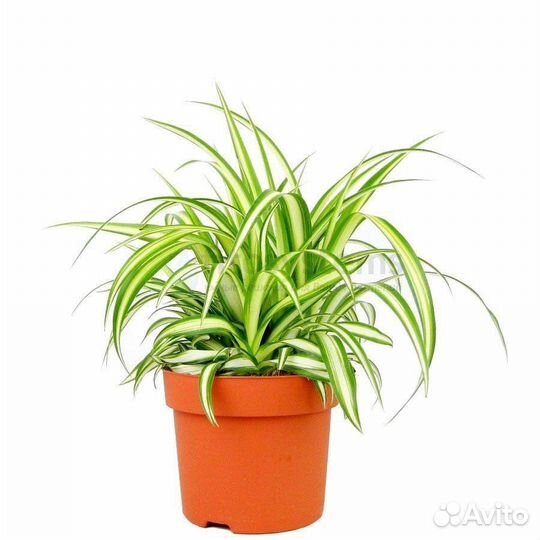 Хлорофитум кучерявый Бонни и прямолистный