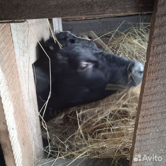 Корова дойная