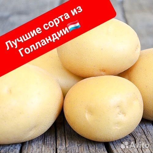 Семенная картошка Голландия 5 сортов