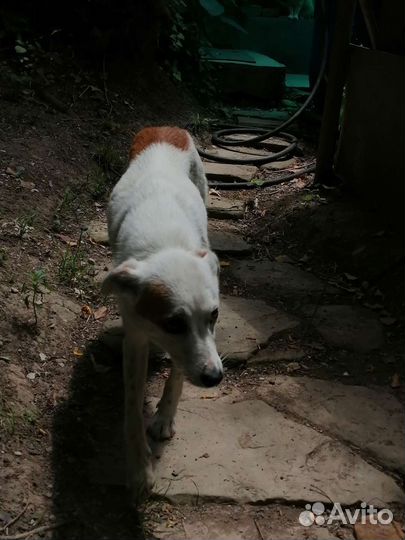 Щенки метисы(спаниель и Джек Рассел)