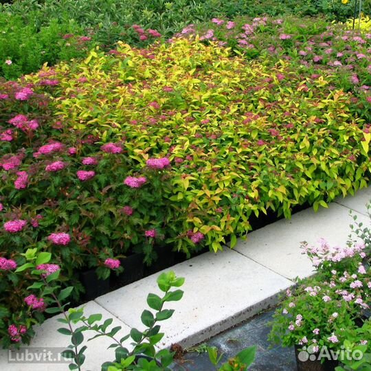 Саженцы Спирея японская Литл Принцесс