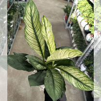 Спатифиллум Сенсейшн вариегатный