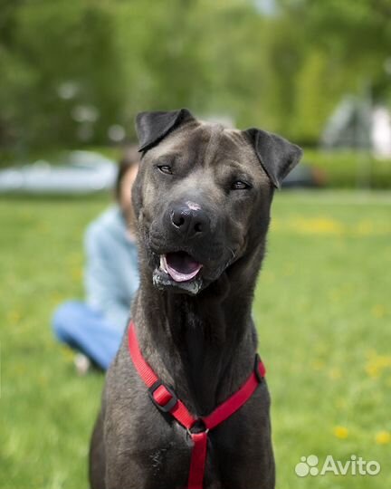 Метис шарпея ждет в приюте