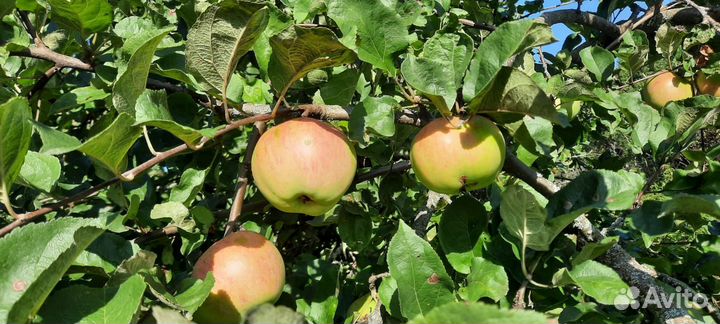 Яблоки оптом