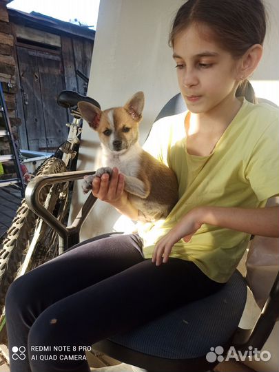 Помчи -той-терьер