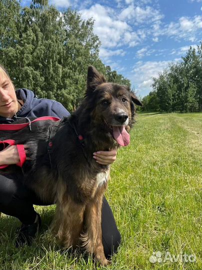 Собака в добрые руки