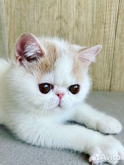 Сладкий малыш Айсик