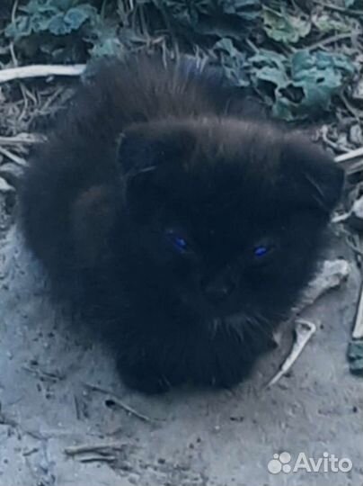 Котики бесплатно
