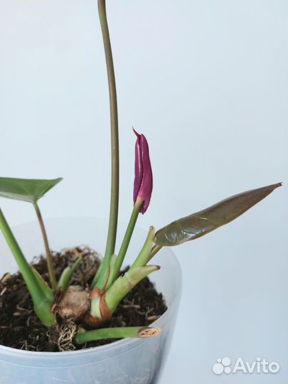 Антуриум кавалли