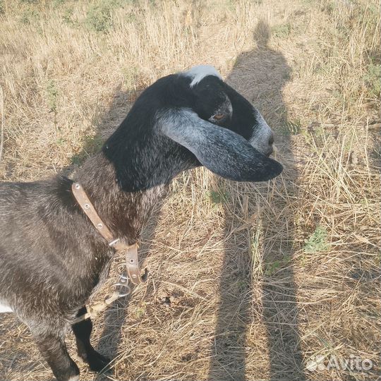 Англо нубийские козы дойные