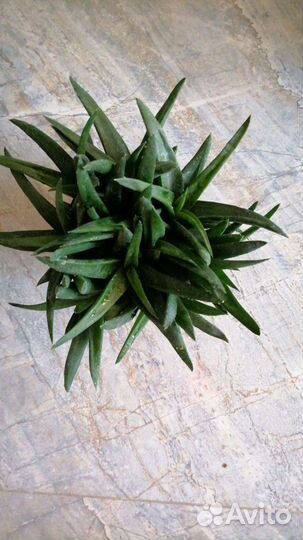 Кротон, суккуленты