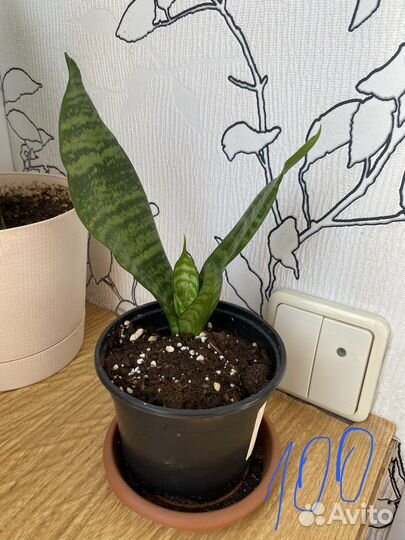 Сансевиерия