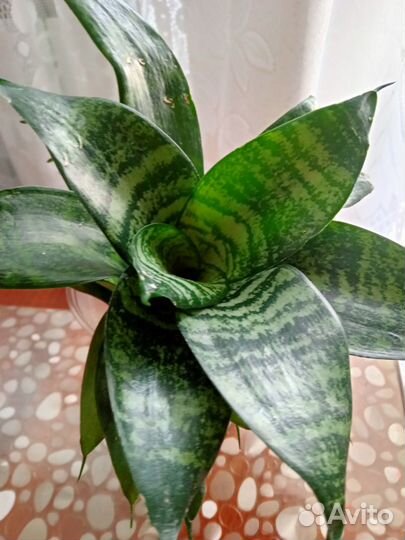 Комнатные цветы