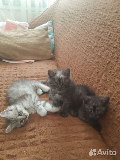 Котята в добрые руки приучены к лотку