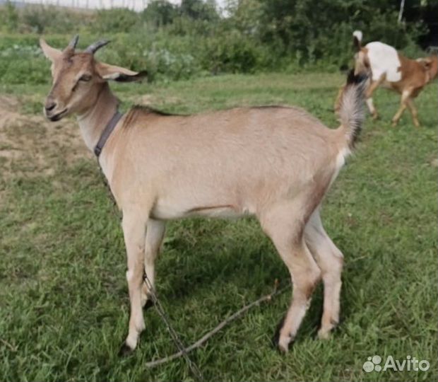 Нубийские козы