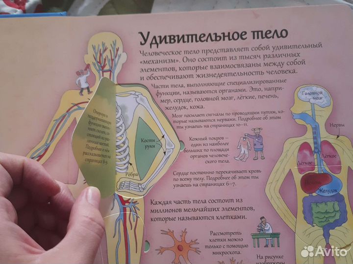 Детская энциклопедия про тело человека