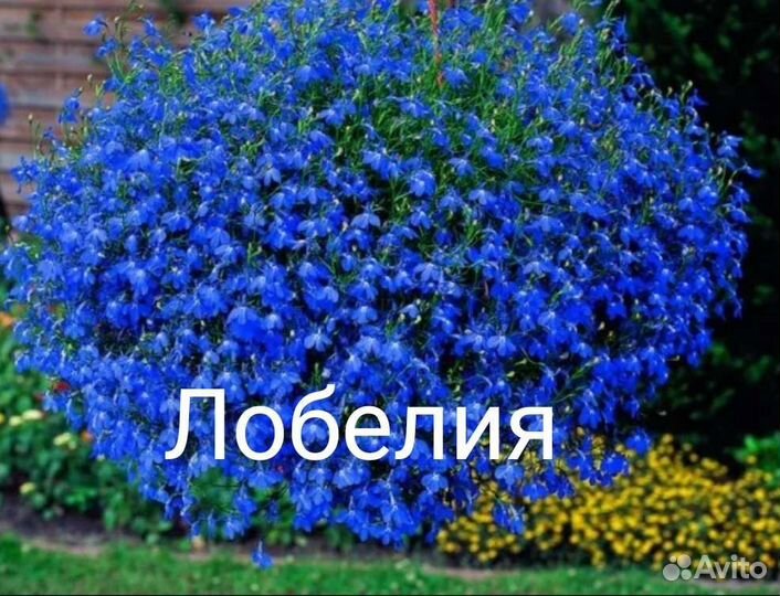 Цветы многолетние