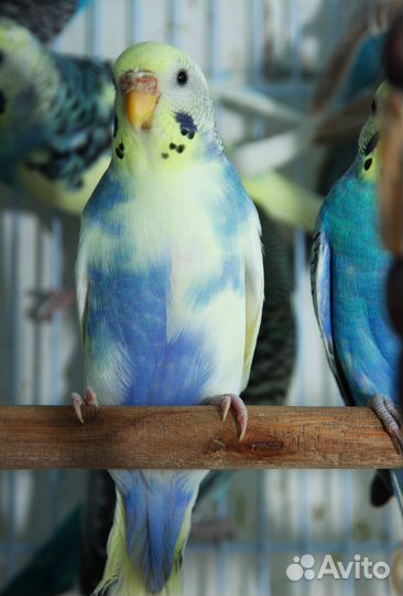 Попугаи в каждый дом Подари себе радость