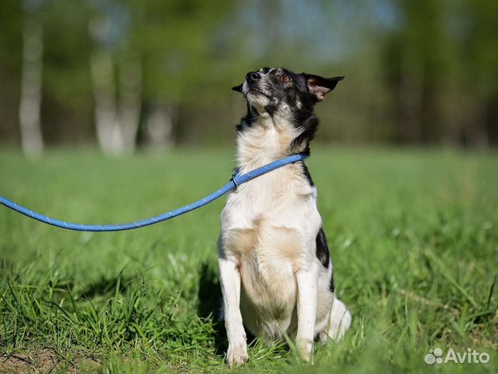 Собака девочка в добрые руки