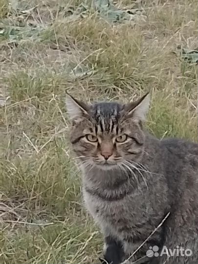 Кот в добрые руки