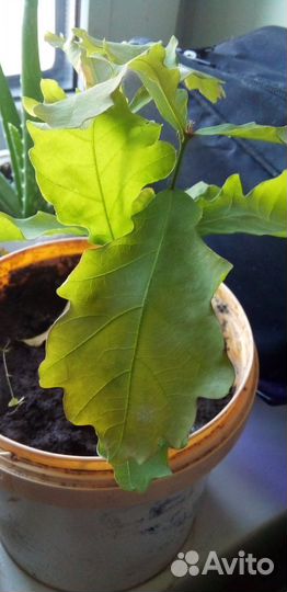 Молодое растение дубок