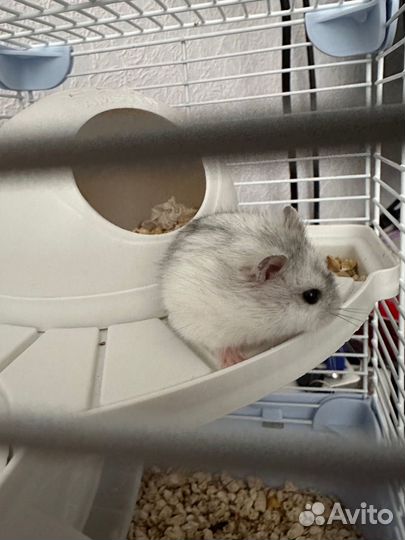 Джунгарский хомяк с клеткой