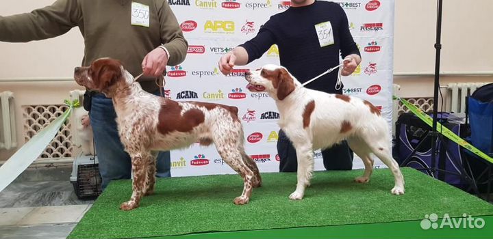 Бретонский эпаньоль